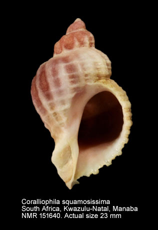 Coralliophila squamosissima.jpg - Coralliophila squamosissima (E.A.Smith,1876)